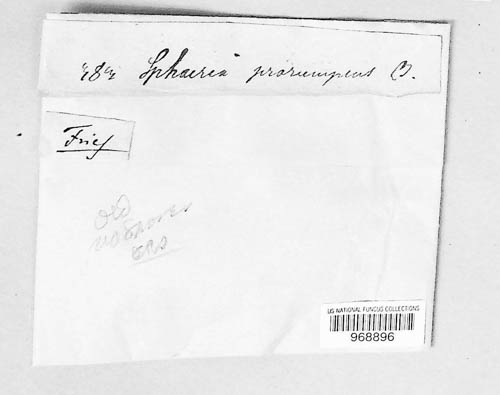 Eutypa prorumpens image